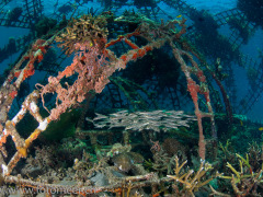 Korallenwelse im Biorock