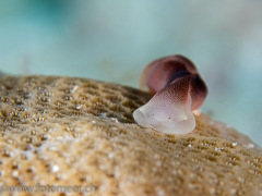 Schildkopfschnecke auf Koralle