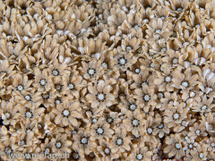 diese Blümchen sind Korallen
