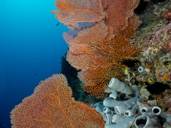Korallenfächer im Hausriff