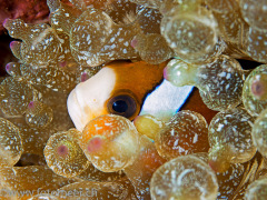 Nemo in Blasenanemone