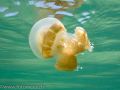 ungiftige Qualle im Jellyfish-lake auf Kakaban