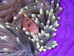 Weissrückenanemonenfisch kuschelt in seine Anemone