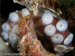 Saugnäpfe eines Octopus