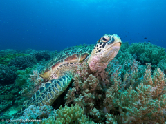 Schildkröte auf Apo Island