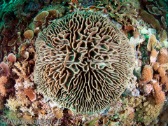Korallenblock