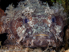 Krötenfisch (toadfish)