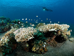 CoralGarden