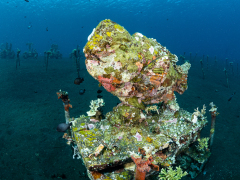 Reefprojekt im Coralgarden