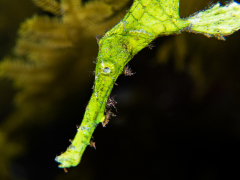 Portrait eines Halimeda Geisterpfeifenfisch