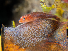 Goby bei der Brutpflege