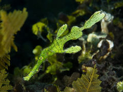 Halimeda Geisterpfeifenfisch