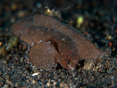 Kakaduleaffish