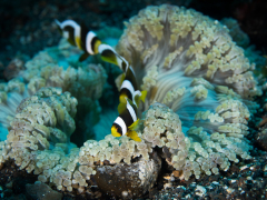 Junge Nemos in einer Anemone