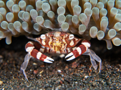 Porzellankrabbe unter einer Anemone