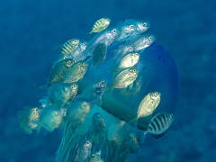 Qualle mit Fischbegleitung