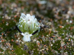 Shawn the sheep Schnecke 3 mm