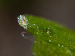 Shawn the sheep Schnecke ca. 2 mm