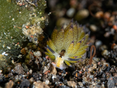 Shawn the sheep Schnecke 4 mm