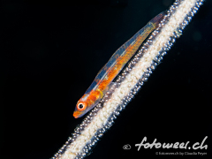 Goby_EierDemoiselle