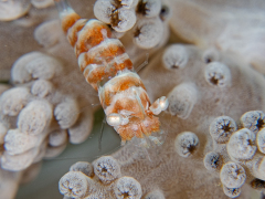 Humpback_soft_coral_shrimp1