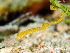 Pigmypipefish_Filefish