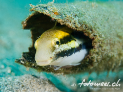 S_belzahlblenny2