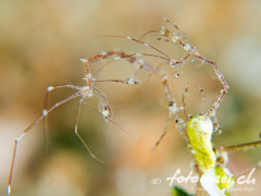 Skeletonshrimp2