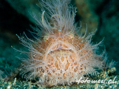 frogfish_hairy1