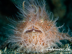 frogfish_hairy15