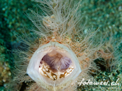 frogfish_hairy2