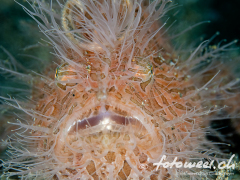 frogfish_hairy3