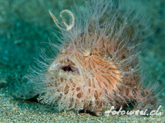 frogfish_hairy6