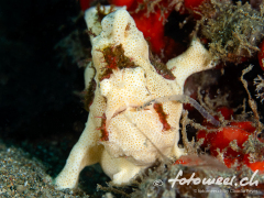 frogfish_painted1