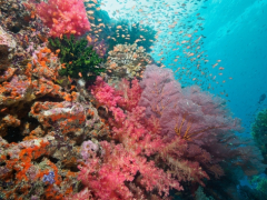 Fiji's Unterwassertraum