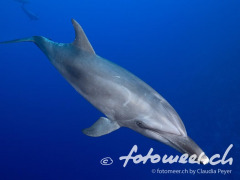 Delfin 1