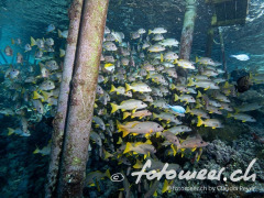 Pier bei Fakarava Süd 1