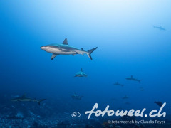 Famoser Tauchplatz: Wall of sharks im Süden von Fakarava