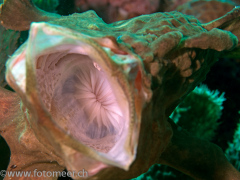Grossmaul - Anglerfisch beim Gähnen