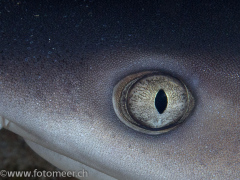 Blick ins Auge eines Weisspitzenhais