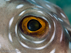 das Auge eines Kugelfischs