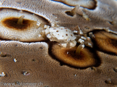 Porzellankrabbe auf Seegurke (4 mm)