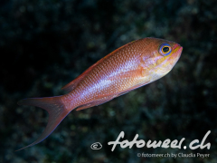 Anthias