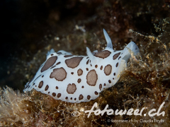 Leopard Nacktschnecke