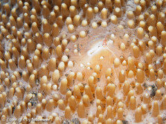 Babygrundel (ca. 3 mm) in Scheibenanemone