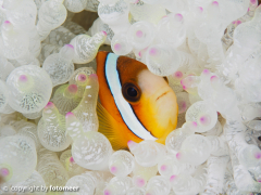 Schwarzflossenanemonenfisch in Blasenanemone