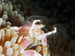 Porzellankrabbe beim Planktonfang