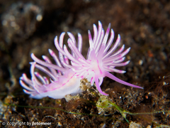 Flabellina