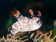 Kentrodoris rubescens