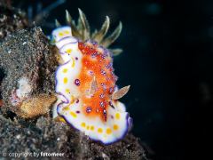 Chromodoris collingwoodi